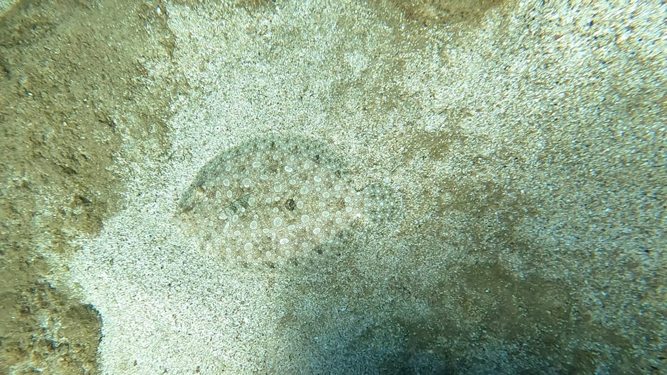 A close-up underwater photograph showing a small, round sand dollar with a pattern of tiny white dots on its surface, partially embedded in the sandy ocean floor. The surrounding area features fine, l