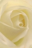 This immersive close-up draws you into the tranquil heart of a cream-white rose, as if enveloped by its petals right inside a Gants Hill studio. Each spiral of the bloom seems freshly unfurled-soft, luminous, and almost misty in its delicacy. The warm, diffused lighting evokes an early morning along Eastern Avenue, bringing out the harmony in creamy whites and pale lemon hues. Serene shadows curl through the petals, creating layers of gentle contrast and giving the flower a soulful depth. The sense is one of quiet grace, the kind found in a solemn tribute or a new beginning. Crafted with precision by local florists, this rose symbolises reverence and admiration-perfect for a heartfelt remembrance, sympathy, or simply to brighten someone's home in Gants Hill. Inhaling softly, you might imagine a subtle, sweet aroma lingering in the air, understated but unmistakable. The perspective captures not only the flower's breathtaking form but conveys the artistry and sensitivity behind every floral creation sent across Gants Hill with care.